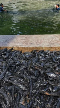 FOTO: Operasi  Penangkapan  Ikan Sapu Sapu di Setu Babakan Capai Lebih dari Tiga Ton