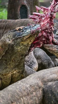 FOTO: KBS Pinjamkan Komodo Selama 5 Tahun untuk Program Konservasi Jepang