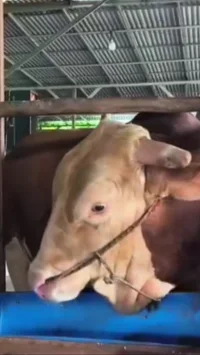 Penampakan Sapi Kurban Presiden Prabowo di Palembang Seharga Rp130 Juta, Namanya Arjuna Berat 1,18 Ton