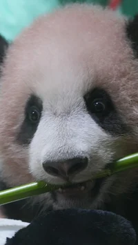 FOTO: Bayi Panda Rio Tumbuh Aktif  Menjelang Diperkenalkan ke Publik
