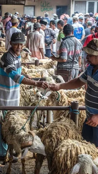 FOTO: Pasar Hewan  Ambarawa Ramai Jelang Idul Adha