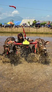 FOTO: Festival Sapeh Brujul  Tampilkan Karapan Sapi di Sawah Berlumpur