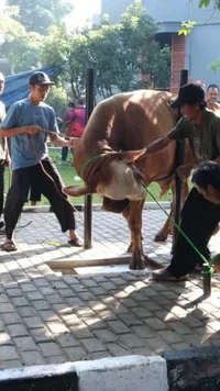 FOTO: Koopsudnas Salurkan Semangat Berkurban Lewat 27 Hewan Kurban