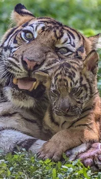 FOTO: Tingkah Menggemaskan Empat Anak Harimau Sumatra di Taman Safari Prigen