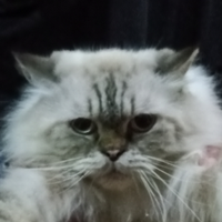 Debby Restu Utomo