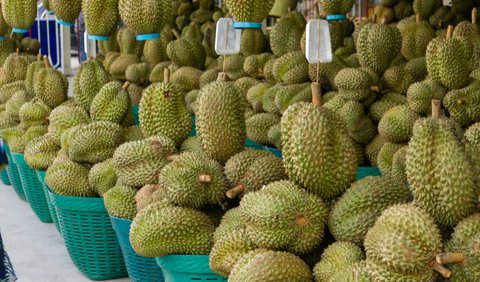 Termasuk durian unggul yang populer di Indonesia