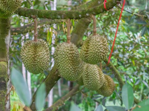 Induk Durian Monthong Ternyata Berasal dari Indonesia