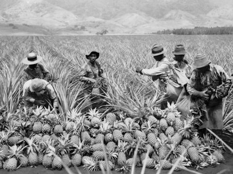 Tapi tahukah kamu kalau nanas sempat menjadi salah satu buah termahal di zamannya? Nanas dipuja oleh orang Amerika karena diimpor dari Pulau Karibia.