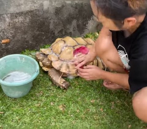 Penyayang Binatang, Begini Potret Soimah Merawat Kura-kura Sampai Pakai Lotion