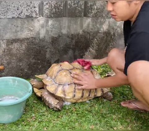 Penyayang Binatang, Begini Potret Soimah Merawat Kura-kura Sampai Pakai Lotion