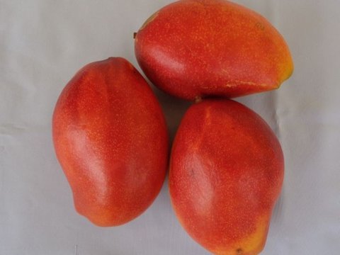 Mangga Khas Jatim