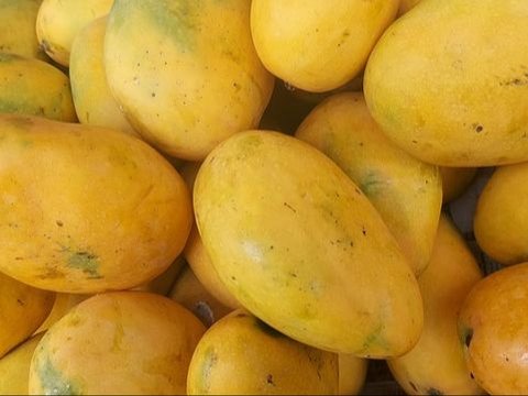 Efek Samping Makan Mangga Terlalu Banyak