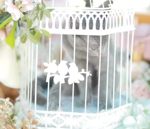 Gemoy, Groom Makes British Shorthair Cat a Wedding Gift