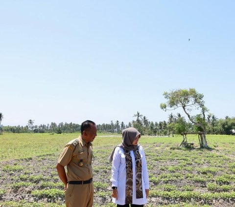 Jaga Produksi Pangan Dampak El Nino, Bupati Ipuk Intruksikan Dinas Terkait Pantau Debit Air Irigasi