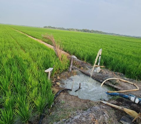 Jaga Produksi Pangan Dampak El Nino, Bupati Ipuk Intruksikan Dinas Terkait Pantau Debit Air Irigasi