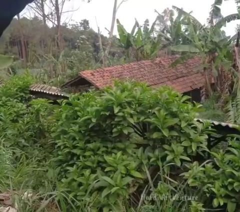 Mantan Bintang Film Ini Pilih Tinggal Sendiri di Gubuk Kecil Tengah Hutan, Ini Kisah di Baliknya