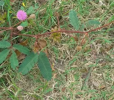 Pernahkah anda menyentuh sebuah daun dan tiba-tiba menutup dengan sendirinya? Itu adalah tanaman putri malu. Biasanya tumbuh di tanah lapang atau di pinggiran persawahan.<br>