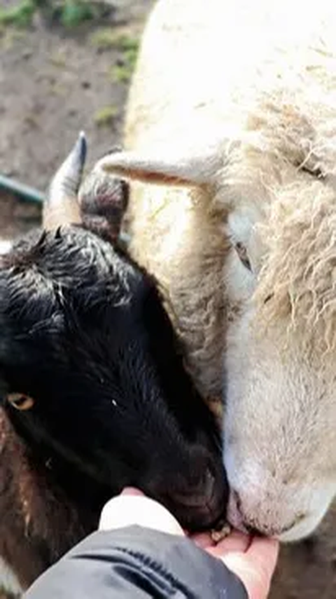 Harga Anak Kambing Etawa