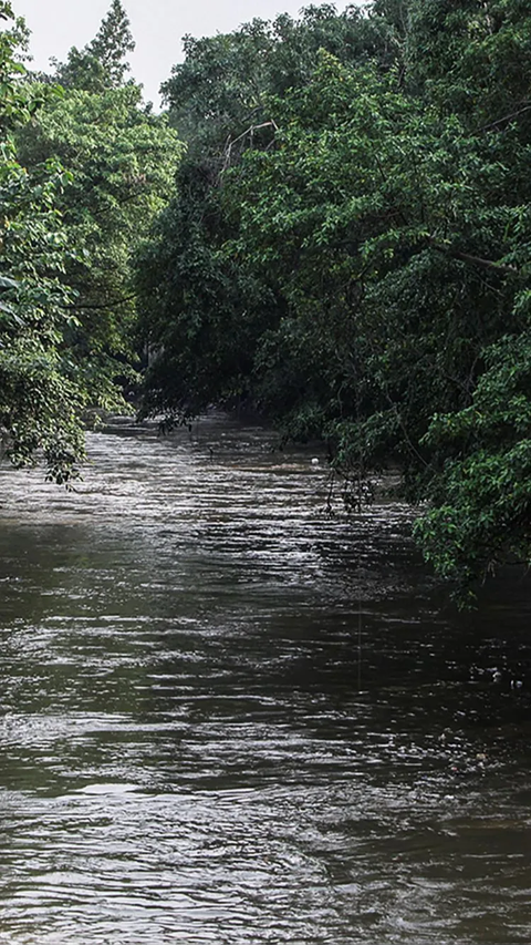 Gerombolan Mahkluk Kecil Penunggu Kali Ciliwung Serang Permukiman di Depok, Warga Ada yang Digigit