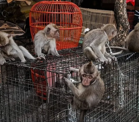 Gerombolan Makhluk Kecil Penunggu Kali Ciliwung Serang Permukiman di Depok, Warga Ada yang Digigit