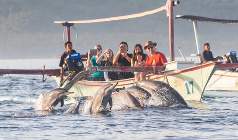 Melihat Aksi Lumba-Lumba di Pantai Lovina