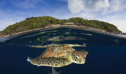 Pulau Penyu Tanjung Benoa