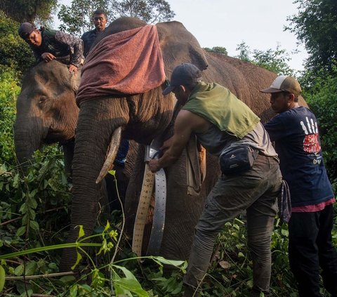Anggota Balai Konservasi Sumber Daya Alam (BKSDA) Riau memeriksa kalung GPS pada seekor gajah Sumatera jantan berusia 15 tahun di hutan lindung Pangkalan Lesung, Riau, pada 7 Oktober 2023.