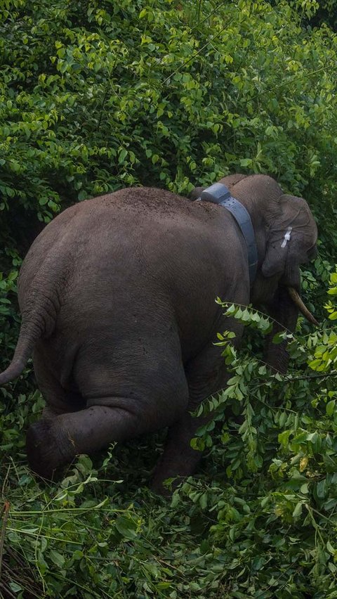 Kementerian Lingkungan Hidup dan Kehutanan memperkirakan jumlah gajah Sumatera di Provinsi Riau, Sumatera, masih berkisar antara 200 hingga 300 ekor.
