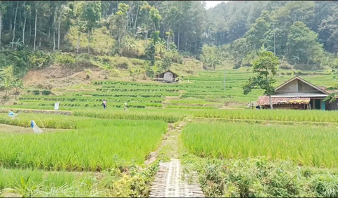 Punya sawah yang sangat hijau