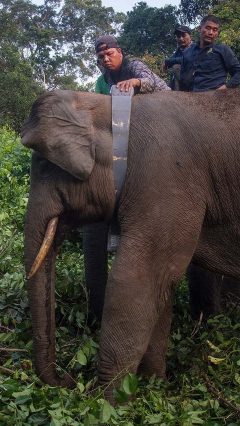 FOTO: Melihat Gajah-Gajah Liar di Riau Dipasangi Kalung GPS, Ini Fungsinya