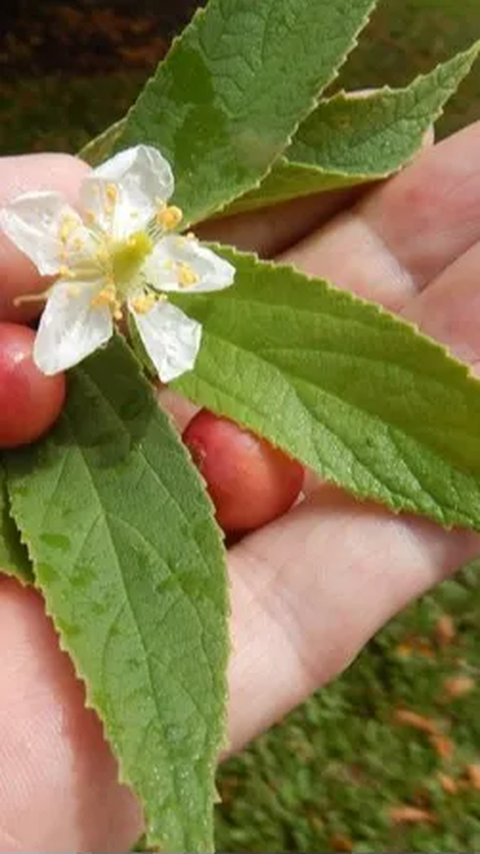 Daun Kersen: Si Kecil yang Penuh Manfaat