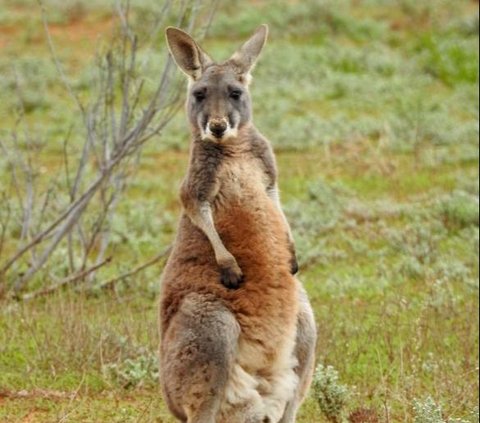 Petani Australia Dihajar Kanguru Setinggi 2 Meter, Ternyata Ini Penyebabnya