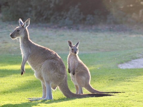 Petani Australia Dihajar Kanguru Setinggi 2 Meter, Ternyata Ini Penyebabnya