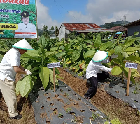 Pengaturan Produk Tembakau dalam RPP Kesehatan Bisa Berdampak ke Industri Kreatif, Kok Bisa?