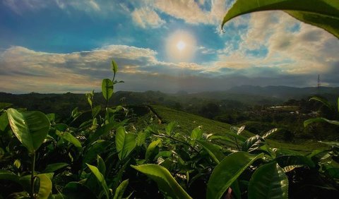 Healing di kebun teh yang luas