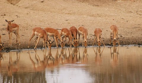 Dalam Journal Current Biology, para peneliti memasang speaker dan kamera di sekitar 21 lubang air di South Africa‘s Greater Kruger National selama musim kemarau. 