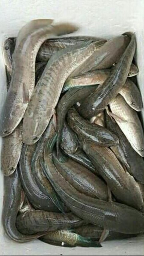 Ikan gabus, atau dikenal juga sebagai ikan kutuk, adalah salah satu ikan air tawar yang populer di Indonesia. Selain rasanya yang lezat, ikan ini juga memiliki sejuta manfaat untuk kesehatan tubuh.