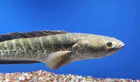 Ikan Gabus di Indonesia dan Klaim Pengobatannya