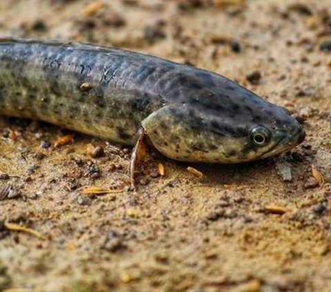 Ikan Gabus, Si Ekonomis Dengan Sejuta Manfaat, Mulai dari Penyembuhan Luka Hingga Untuk Ibu Hamil