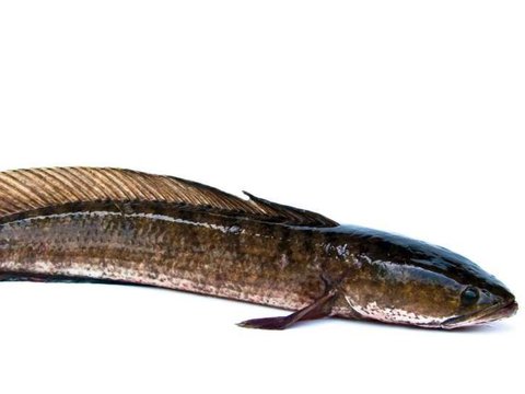 Ikan Gabus, Si Ekonomis Dengan Sejuta Manfaat, Mulai dari Penyembuhan Luka Hingga Untuk Ibu Hamil