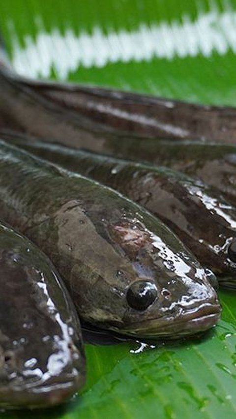 Dengan memahami potensi dan perhatian tersebut, kita dapat mengintegrasikan ikan gabus ke dalam pola makan sehari-hari dengan bijak, mendukung kesehatan dan kesejahteraan tubuh kita.