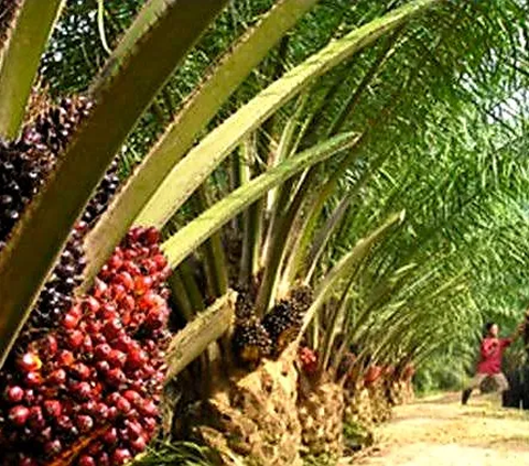 Bursa CPO Resmi Diluncurkan, Harga Kelapa Sawit Indonesia Tak Lagi Diatur Asing