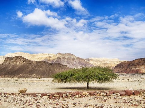 Terbongkar Ketakutan Israel Hadapi Pertempuran Dahsyat Akhir Zaman, Jutaan Pohon Gharqad Ditanam