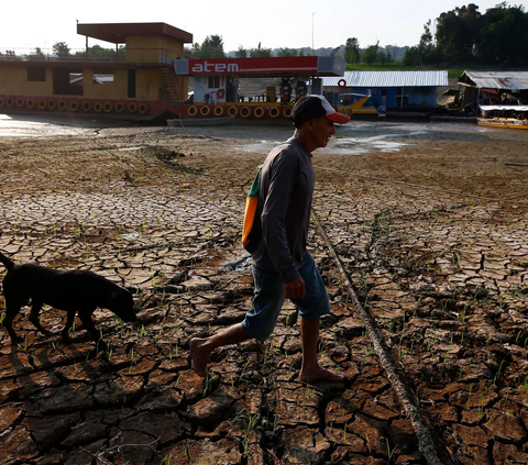 Jokowi mengakui bahwa saat ini produksi padi nasional mengalami penurunan akibat dampak El Nino. Namun, dia memastikan produksi beras domestik masih dalam kategori baik. 