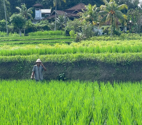 Jelang Masuk Musim Tanam, Stok Pupuk Subsidi Tercatat Hampir 3 Kali Lipat Ketentuan