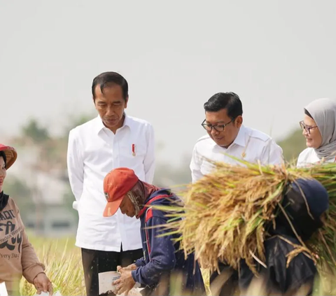 Setelah Subang, Plt Mentan Dampingi Presiden Jokowi Panen Raya di Indramayu