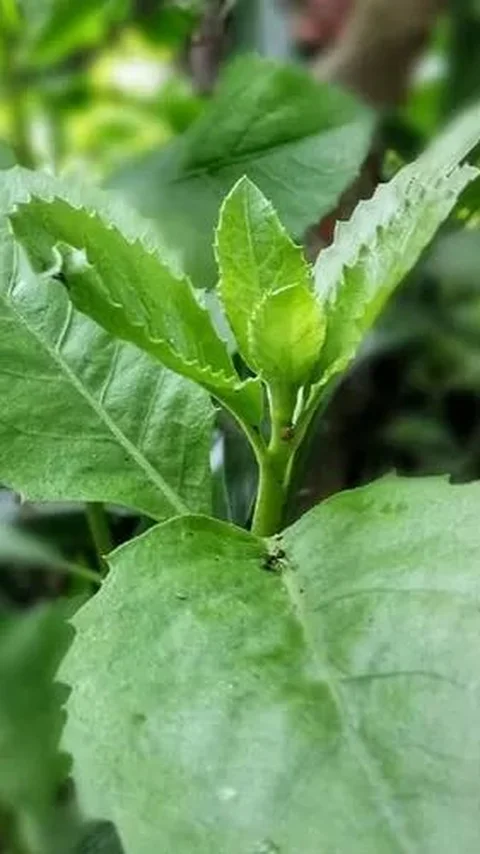 Daun beluntas, selain mempercantik pekarangan, menjadi rahasia kesehatan wanita yang luar biasa. Dengan manfaatnya untuk mengatasi keputihan, menjaga kesehatan rahim, melawan kanker, hingga mencegah penuaan dini, daun beluntas menjadi tambahan berharga untuk perawatan kesehatan reproduksi.