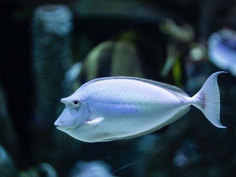 Kata-kata tentang Ikan yang Lucu