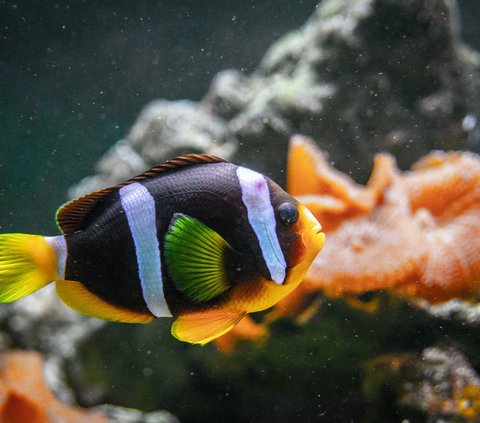 Ikan, Ikan Apa yang Lucu? Berikut Kumpulan Tebakan dan Jawabannya yang Bikin Ngakak