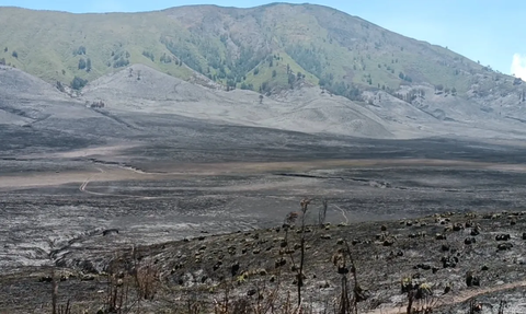 Memukau, Savana Bromo Kembali Menghijau Usai Terbakar Akibat Flare Prewedding